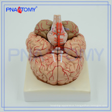 PNT-0611 Advanced Brain Anatomical model, 3D brain model